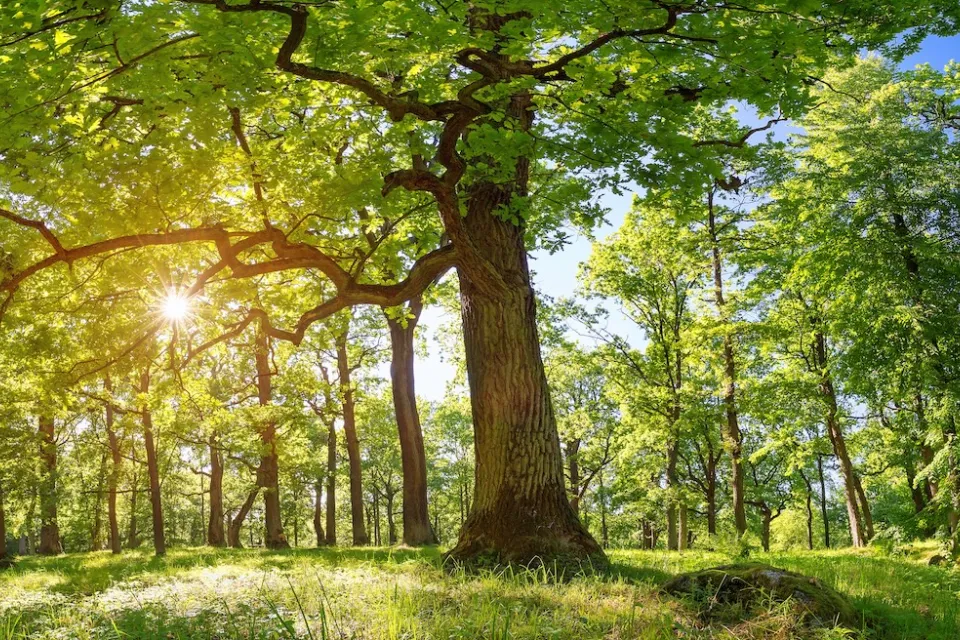 Large mature oak trees with sun filtering through.